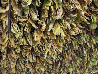 Tobacco leaves drying , Cuba 