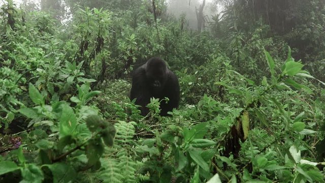 Silverback mountain gorilla approaching to the camera