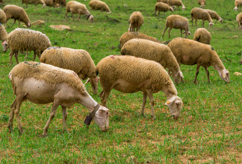Obraz na płótnie Canvas Sheeps at pasture in peaceful Austrian countryside