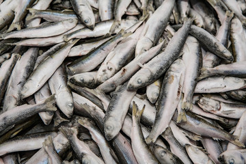 Close-up of fresh sprat in fish market. Winter fishing. Small silver fish.