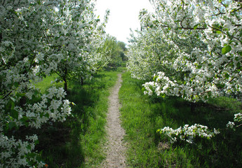 Apple trees shot during flowering.