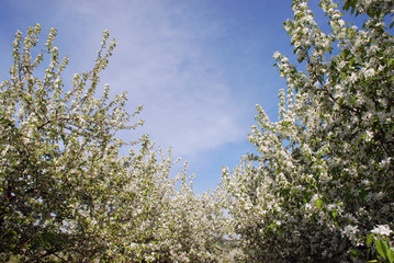 Apple trees shot during flowering.