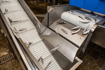 Factory conveyor with fresh sea small sprat. Industrial production of seafood. Organic fish.