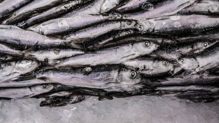 Close-up of sprat on the ice in fish market. Winter fishing. Small silver fish.