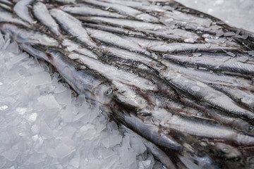 Close-up of sprat brick on the ice in fish market. Winter fishing. Frozen small silver fish.