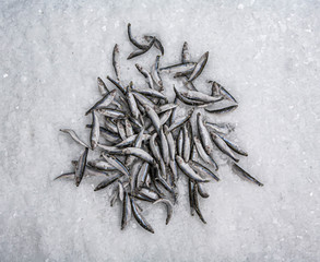 Close-up of fresh sprat on the ice in fish market. Winter fishing. Small silver fish production.