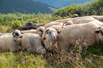 Fototapeta premium Sheep graze in the mountains. Traditional economy Highlanders