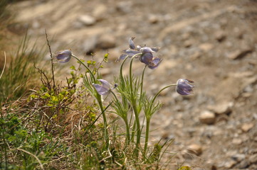 first flowers in Siberia region