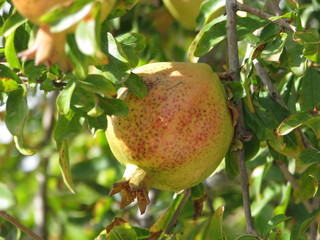 tree in the garden of Siberia