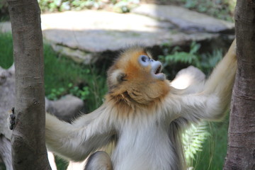 monkey in forest of Bali
