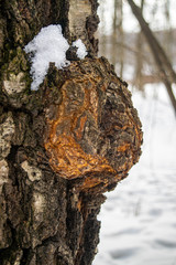 Cap on the trunk of an old birch. An outgrowth on a tree with deformed growth directions of wood...