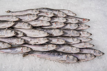 Close-up of fresh sprat on the ice in fish market. Winter fishing. Small silver fish production.