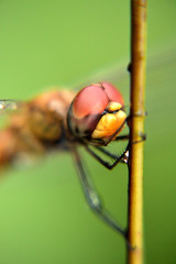 dragonfly perched on a yellow rope to rest its wings