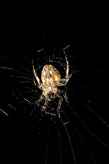 Marble spider on the web with black background