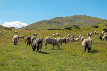 Fototapeta premium Sheep graze in the mountains. Traditional economy Highlanders