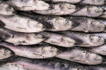 Winter fishing. Close-up of frozen sea sprat. Small silver fish in the market.