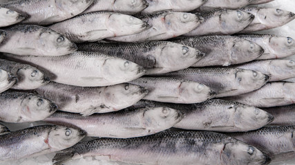 Winter fishing. Close-up of frozen sea sprat. Small silver fish in the market.