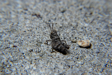 Black Groshopper perch in  green sand