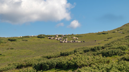 Fototapeta na wymiar Sheep graze in the mountains. Traditional economy Highlanders