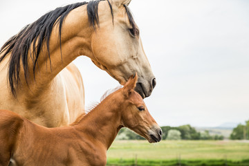 Mare and it's young colt standing side by side. Bridger, Montana, USA