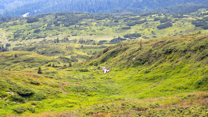 Fototapeta na wymiar Highlands where a flock of sheep grazes. Sheep graze in the mountains. Traditional economy Highlanders