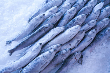 Obraz premium Close-up of fresh sprat on the ice in fish market. Winter fishing. Small silver fish. Blue light.