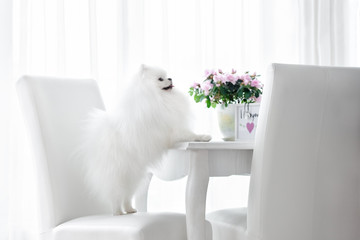 white fluffy pomeranian spitz dog posing at the table indoors in the kitchen