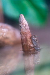 mud crawler on a pole