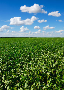 Green Soy Field