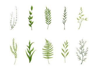 Collection of green leaves. © SERHII