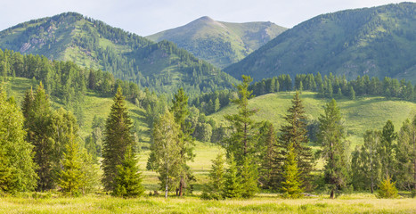 Fototapeta premium Forest and mountains, panoramic view. Summer greens.