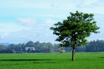 Fototapeta na wymiar Rice field with one tree