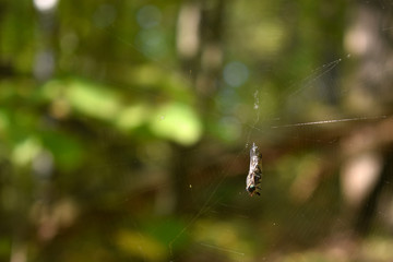 spider caught a fly in the forest