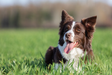 border collie dog