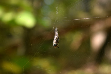spider caught a fly in the forest