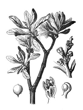 Loranthus europaeus (parasitic plant) Antique engraved illustration from Brockhaus Konversations-Lexikon 1908