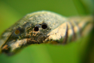 green cocoon with a hole