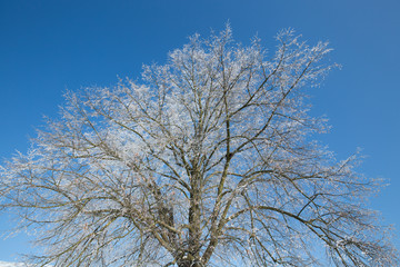 Frozen tree on winter field and blue sky