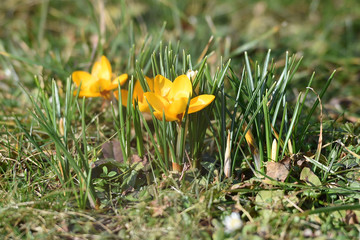 Erster Krokus im Frühling im Salzkammergut (Oberösterreich, Österreich) - First crocus in spring...