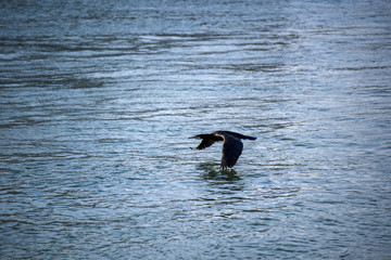 Cormoran en vol au ras des flots