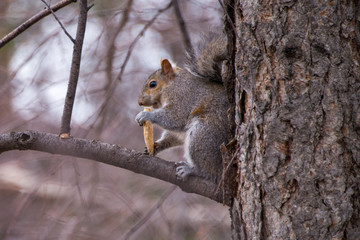 squirrel eating in tree