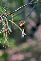 spider caught a fly in the forest