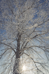 Fototapeta na wymiar Frozen tree on winter field and blue sky