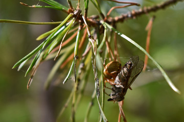spider caught a fly in the forest