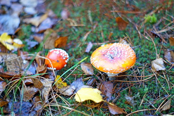 Fly agaric mushroom