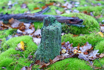 Forest moss on a stump