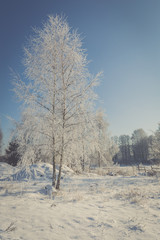 Frozen tree on winter field and blue sky