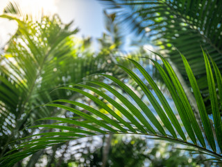 Closeup image of bambbo leaves and palm tree against bright sun and blue sky in rainforest