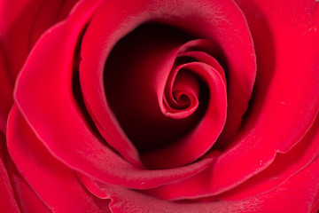 Red rose flower close-up, beautiful background