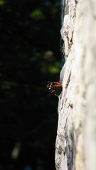  butterfly urticaria sitting on a stone wall